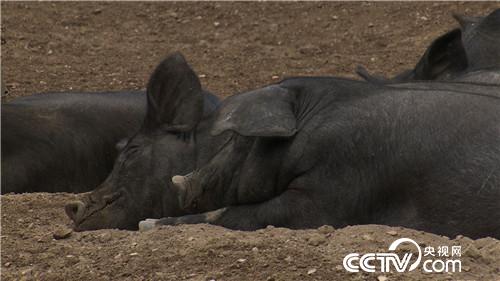 [�¸���(j��ng)]90����û������B(y��ng)���i һ�^���u2000��Ԫ 20181113 