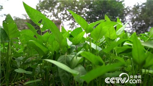 �¸���(j��ng)��ˮ����Ư����ؔ��(20171120)