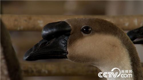 [�¸���(j��ng)]ꑵ�ˮ�ﶼٍ�X(qi��n) �ɂ�(g��)�a(ch��n)�I(y��) 3�|ؔ(c��i)�� 20181115 