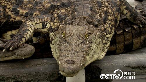 [�¸���(j��ng)]ꑵ�ˮ�ﶼٍ�X(qi��n) �ɂ�(g��)�a(ch��n)�I(y��) 3�|ؔ(c��i)�� 20181115 