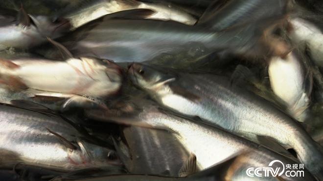 �¸���(j��ng)