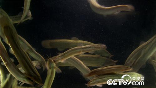 [�¸���(j��ng)]2�fԪ2���� �����[����ӭ��ǧ�fؔ(c��i) 20181121 