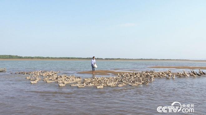 工薪小伙趕鴨下海 不到兩年賣千萬