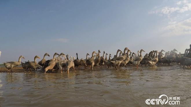 工薪小伙趕鴨下海 不到兩年賣千萬