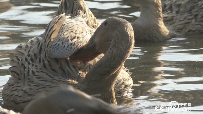 工薪小伙趕鴨下海 不到兩年賣千萬