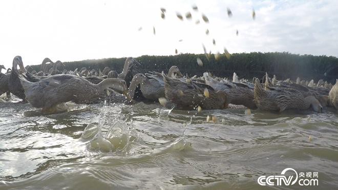 工薪小伙趕鴨下海 不到兩年賣千萬