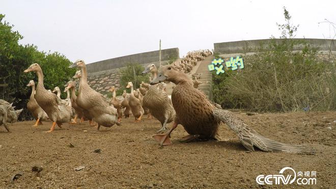 工薪小伙趕鴨下海 不到兩年賣千萬