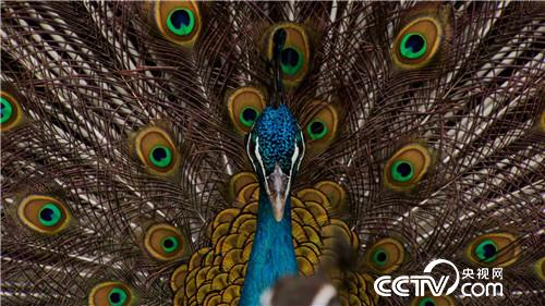 致富經(jīng):3000元起步 窮小子憑啥贏得富家女和千萬財(cái)